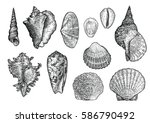 Seashell Collection  Engraving  ...