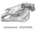 Horse Skull Illustration ...