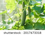 The growth and flowering of greenhouse cucumbers. Growing organic food products. Cucumber harvest. High quality photo