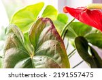 Small photo of Leaves diseases of Anthurium. Leaves have brown spots and dry. Leaf blight or leaf spot. Indoor Plant Problems. Improper care.