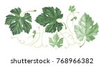 Set Of Grape Leaves Isolated On ...