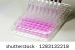 Small photo of 8 channels multichannel pipettes depositing liquid samples into a 96 well microplate or ninety-six microtiter plate, Close up shot background laboratory concept.