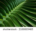 Close up green palm leaf...