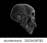 human skull in profile face a... | Shutterstock . vector #2023428782