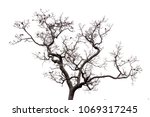dead tree isolated on white... | Shutterstock . vector #1069317245
