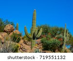 Desert Cactus Landscape In...