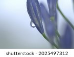 Agapanthus Plant With Water...