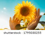 Picture of yellow sunflower with blue sky background. Female hands touching flower. Amazing beautiful picture. Sun shines bright. Sunny day. Harvest time