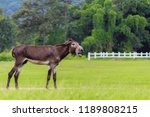 Blurred photo mule is a mixed...