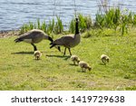 Family Of Canadian Geese At A...