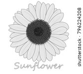 sunflower isolated on white... | Shutterstock . vector #796224208