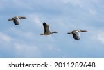 A Small Flock Of Greylag Geese...