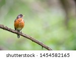An American Robin Perched On A...