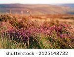 Small photo of heather field in the Peak District at sunset in simmer day
