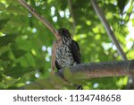 Small photo of A Pigeon Hawk waits in a tree looking for prey.