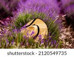 Woman Hat In Lavender Field....