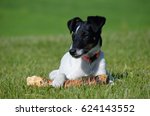  Smooth Haired Fox Terrier