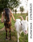 Cute Goats Feed In The Yard