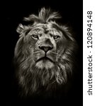 Graphic Black And White Lion...