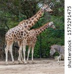 African Giraffewell Known For...