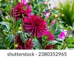 Small photo of The dahlia was declared the national flower of Mexico in 1963 The tubers were grown as a food crop by the Aztecs, but this use largely died out after the Spanish Conquest. Dahlias are perennial plants