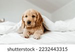 Small photo of Cute playful doggy or pet Cocker Spaniel puppy dog on white bed. Funny moments of a dog.