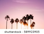 Pink palm tree sunset in Venice Beach, California.