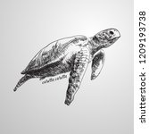 Turtle Doodle Free Stock Photo - Public Domain Pictures