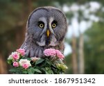 An Owl With A Bunch Of Flowers...