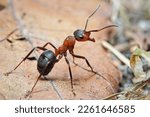 Closeup of european wood ant ...