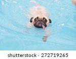 A Cute Dog Pug Swim At A Local...
