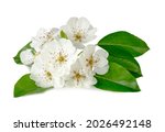 Pear Flowers Isolated On A...