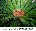 Cycas Seeds Ready To Spread