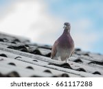 Pigeon Or Dove On Roofs. In...