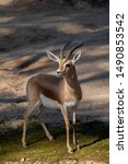 Small photo of The dorcas gazelle (Gazella dorcas), also known as the ariel gazelle