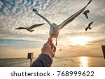 Small photo of The hand of the person who filed the food to the seagulls flying hover come around to eat.