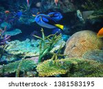 Flagtail surgeonfish finding Nemo dory