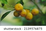 orange fruit farm environment... | Shutterstock . vector #2139576875