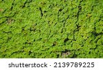 natural of green leaf in the... | Shutterstock . vector #2139789225