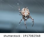 Common Garden Spider Suspended...