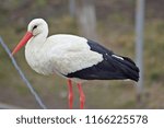 Small photo of stork, white stork, stork bird