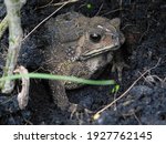 Thailand Toad Animal In The...