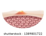 the concept of skin that is... | Shutterstock .eps vector #1389801722