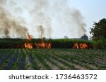 Small photo of Agriculture crop - open burning on rice or corn field. Fire flame on biomass from food industrial in devoloping country, South East Asia. Smoke from burn can cause to particulate matter, air pollution