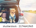 Smart brown Golden Retriever sitting on the ground beside yellow luggage and blur of car background. Ready or preparing to travel concept