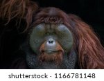 Portrait Of Orangutan...