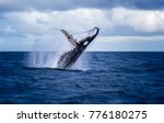 Humpback Whale Jumping Out Of...