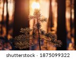 Small pine tree growing in the forest is illuminated by the sun at daybreak