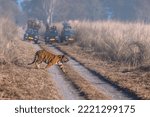 Small photo of Tiger crossing the road - Jim Corbett National Park offers one of the best places to see tigers in wild