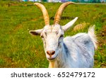 White Goat Portrait. Goat...